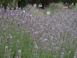 lavender farm