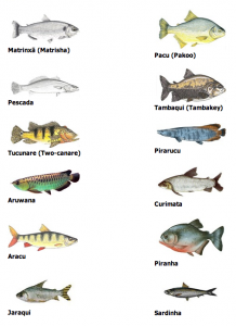 Kosher Fish found in Brazil