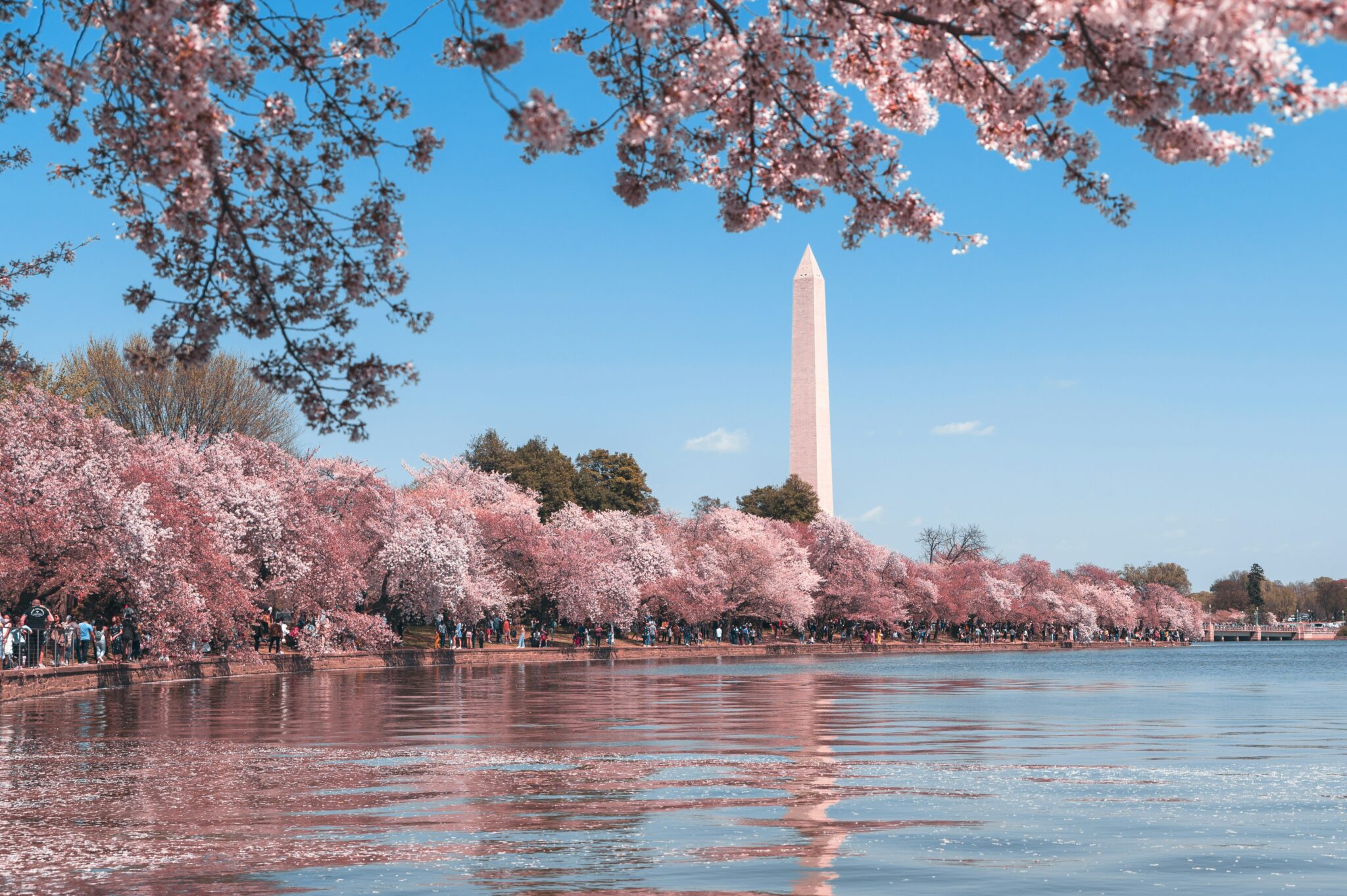 Washington Dc Monument Kosher Restaurant List Cherry Blossoms 2048x1363 